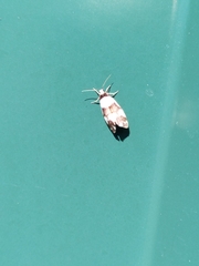 Philenora aspectalella