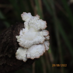 Schizophyllum