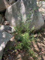 Pulicaria paludosa