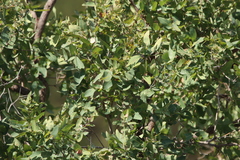 Angophora floribunda