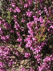 Erica rosacea