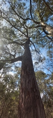 Eucalypteae