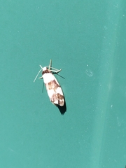 Philenora aspectalella