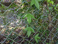 Passiflora suberosa