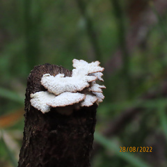 Schizophyllum