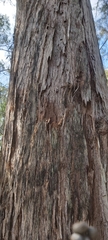 Eucalypteae