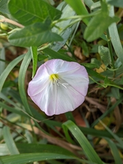 Convolvulus arvensis
