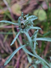 Gnaphalium uliginosum