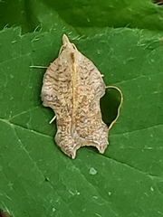 Acleris emargana