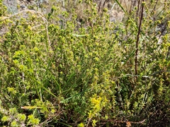 Pultenaea