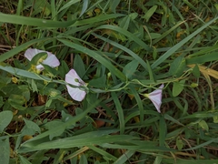 Convolvulus arvensis