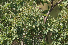 Angophora floribunda