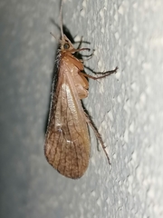 Halesus