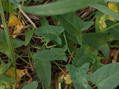 Convolvulus arvensis