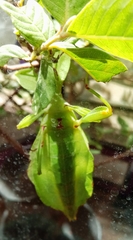 Phyllium philippinicum