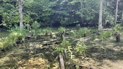 Carex decomposita