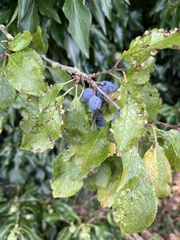 Prunus spinosa