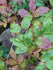 Vaccinium membranaceum