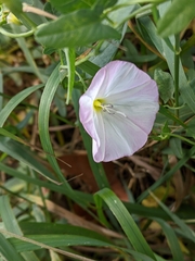 Convolvulus arvensis