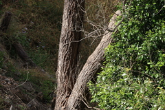 Angophora floribunda