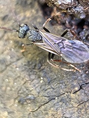 Rhytidoponera