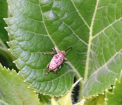Curculio glandium