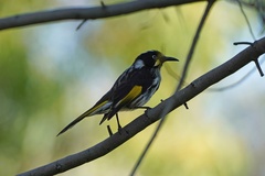 Phylidonyris novaehollandiae