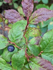 Vaccinium membranaceum