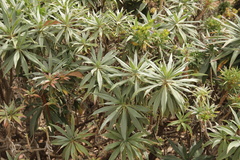 Echium candicans