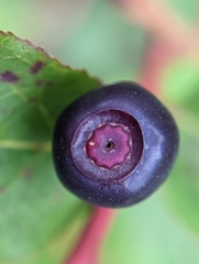 Vaccinium membranaceum