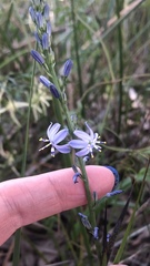 Caesia calliantha