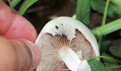 Agrocybe molesta