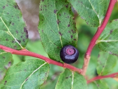 Vaccinium membranaceum