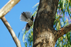 Rhipidura albiscapa