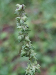 Atriplex patula