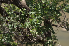 Angophora floribunda