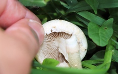 Agrocybe molesta