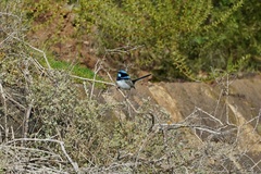 Malurus cyaneus