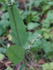 Atriplex patula