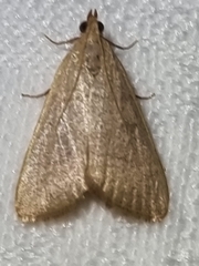 Hypsopygia albidalis