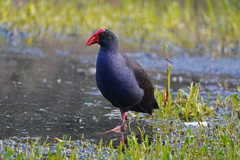 Porphyrio melanotus melanotus