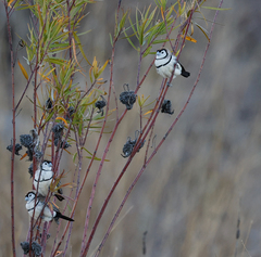 Stizoptera bichenovii