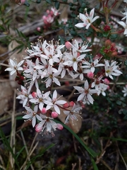 Leionema hillebrandii