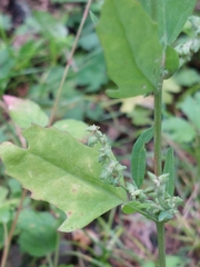 Atriplex patula