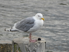 Larus glaucescens × occidentalis