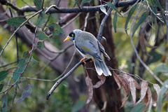 Manorina melanocephala