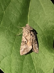 Autographa californica