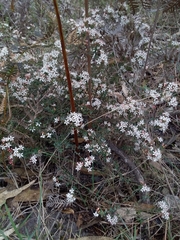Leionema hillebrandii