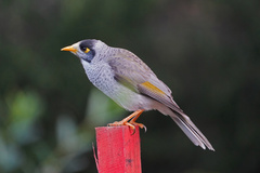 Manorina melanocephala