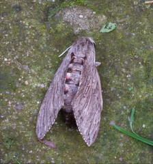 Agrius convolvuli